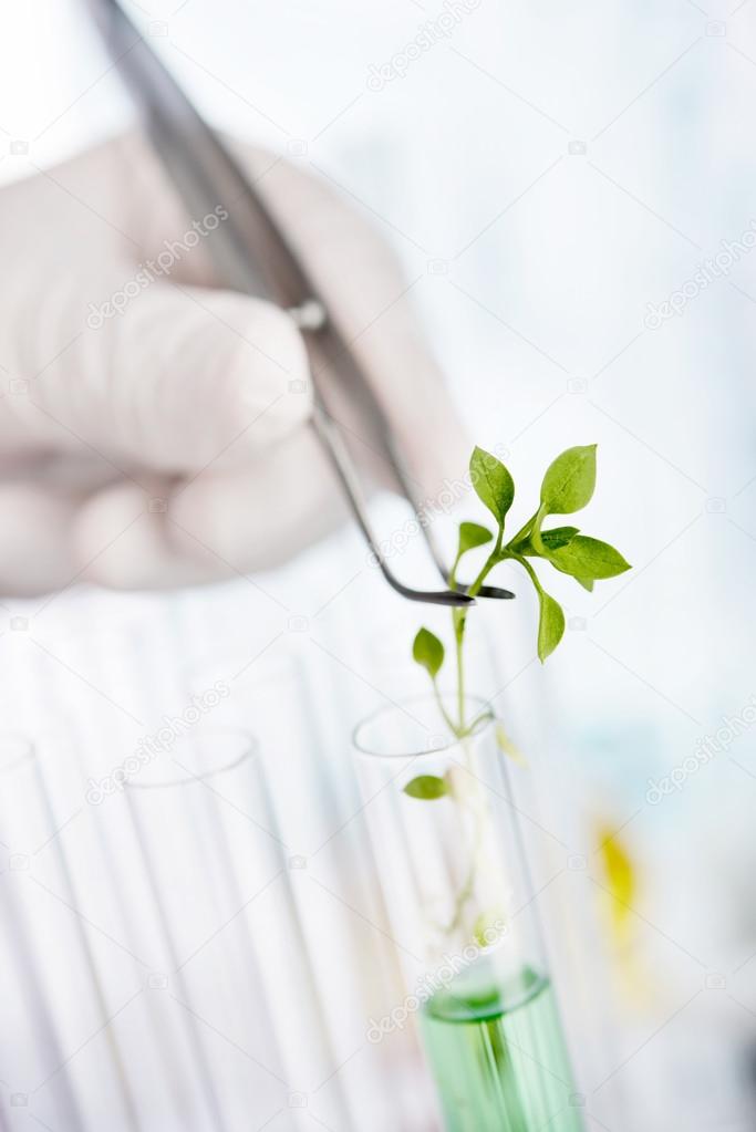 Laboratory analysis of plant