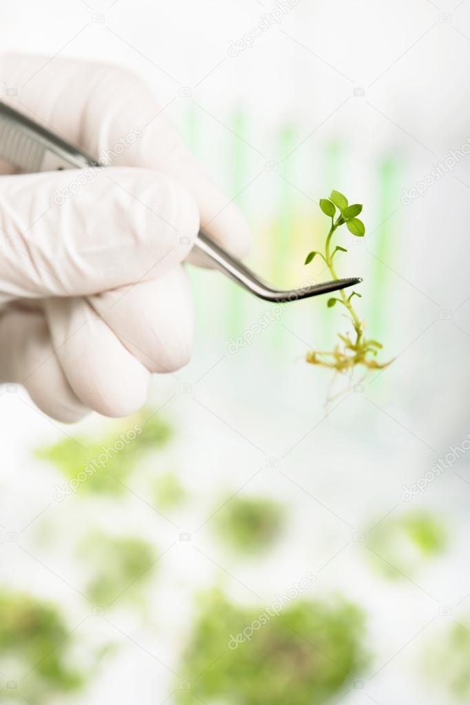 Genetically modified plants. Plant seedlings growing inside of t