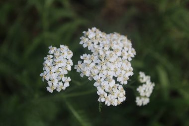 Güzel beyaz çiçek. Güzel çiçek.