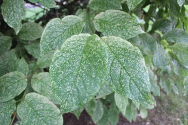 Yeşil yapraklar yakın plan. Güzel yapraklar