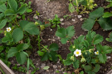 Çilek bahçede dikim. Çiçek açan çilek