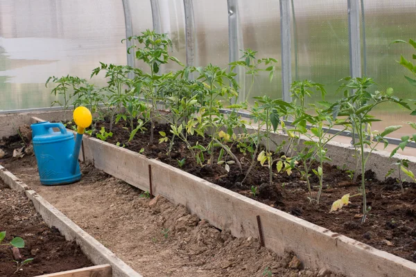 Planting tomatoes in a polycarbonate greenhouse. Plant deceases — Stock Photo, Image