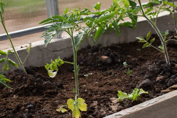 Plantera tomater i polykarbonat växthus. Plantera deceases — Stockfoto