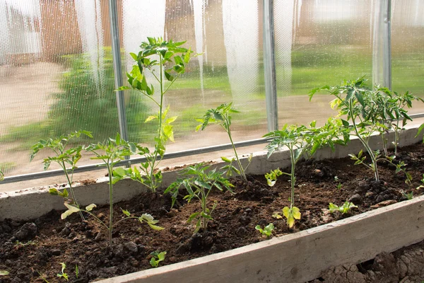 Planting tomatoes in a polycarbonate greenhouse. Plant deceases — Stock Photo, Image