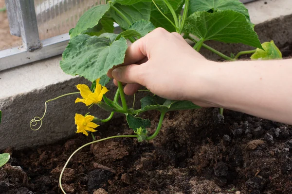 Piantare cetrioli in una serra. Agricoltura e giardino — Foto Stock