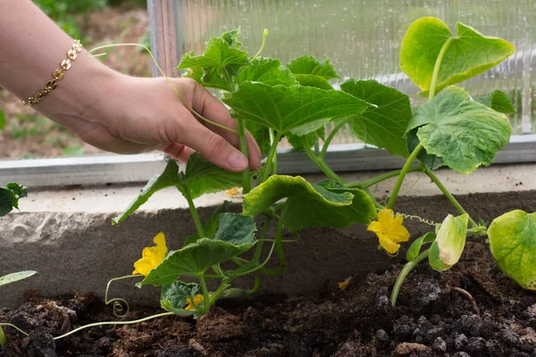 Komkommers planten in een kas. Landbouw en tuin — Stockfoto