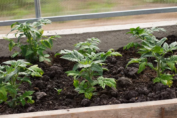 Tomaten in einem Polycarbonat-Gewächshaus pflanzen. Pflanze stirbt — Stockfoto