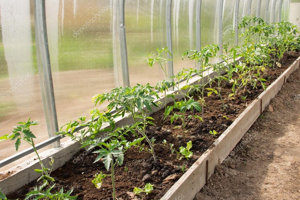 Plantera tomater i polykarbonat växthus. Plantera deceases