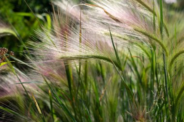 Dekoratif tahıl çimenli Perrenial bahçe. Tilki kuyruklu arpa veya rockery 'deki hordeum jubatum.