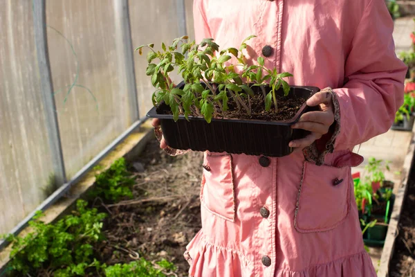 Girl Gardener Holding Pot Plants Her Hands Transplanting Tomato Seedlings — Stock Photo, Image