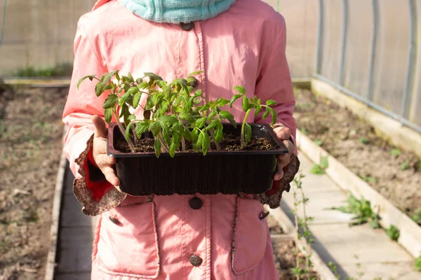 Girl Gardener Holding Pot Plants Her Hands Transplanting Tomato Seedlings — Stock Photo, Image