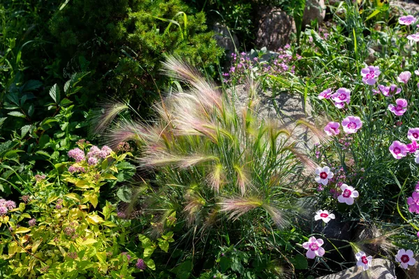 Perrenial Garden Decorative Cereal Grasses Foxtail Barley Festuca Carnations Spirea — Stock Photo, Image