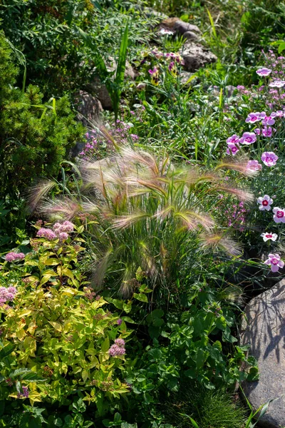 Perrenial Garden Decorative Cereal Grasses Foxtail Barley Festuca Carnations Spirea — Stock Photo, Image