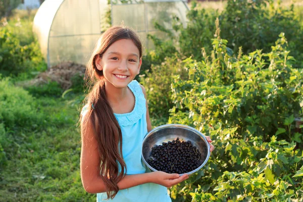 Cheerful Teenage Girl Picking Harvest Black Currants Stainless Steel Bowl — Stock Photo, Image
