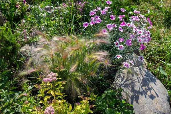 Perreniale Tuin Met Decoratieve Graangrassen Vossenstaartgerst Festuca Anjers Spirea Gouden Rechtenvrije Stockfoto's