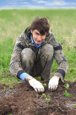 çilek fidesi bir çiftlikte ekimi adam