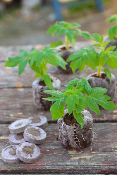 Plantio de mudas de tomate em pelotas de turfa em fundo de madeira — Fotografia de Stock