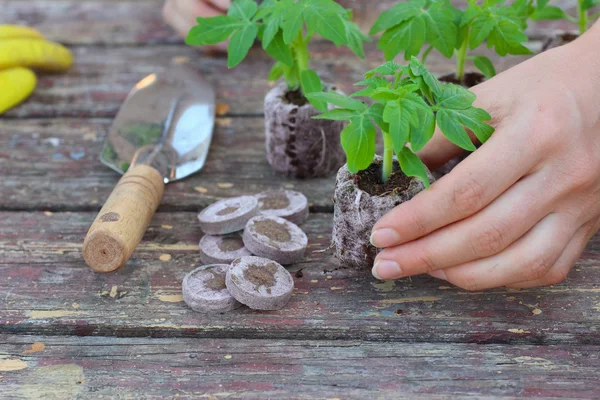 Plantio de mudas de tomate em pelotas de turfa em fundo de madeira — Fotografia de Stock