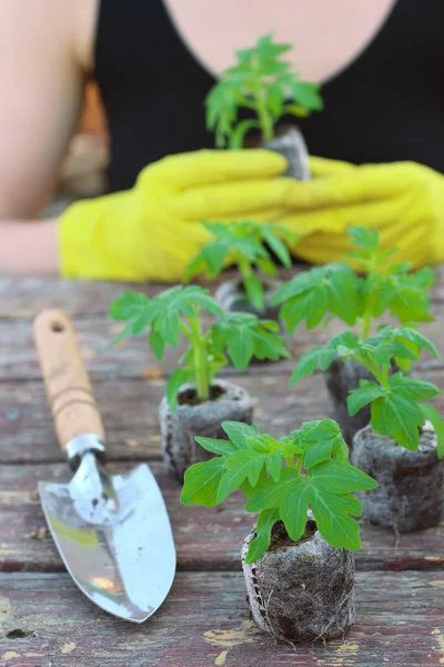 Frau pflanzt Tomatensämlinge an Torftabletten — Stockfoto