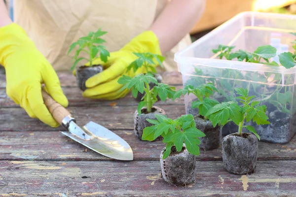 Kvinna plantering tomat plantorna på torv tabletter — Stockfoto