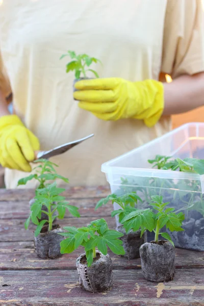 Kvinna plantering tomat plantorna på torv tabletter — Stockfoto