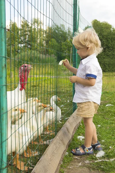 Little boy feeding domestic ducks and turkey — Stock Photo, Image