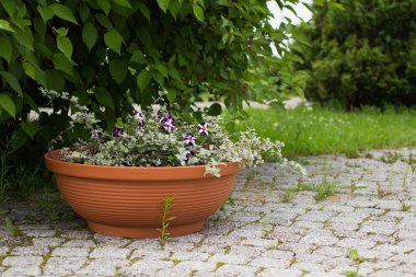 Petunya ve diğer bitkilerde seramik saksıyı açık havada. Peyzaj tasarımı ve Bahçe