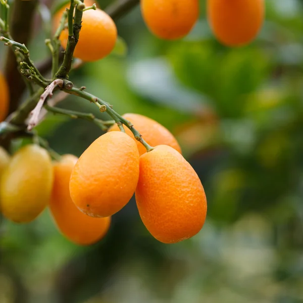 Oranžový kumquat ovoce na stromě — Stock fotografie