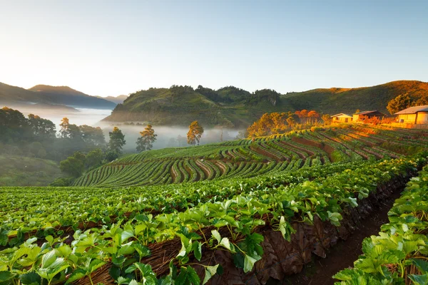 Misty morning sunrise in strawberry garden at Doi Angkhang — Stock Photo, Image