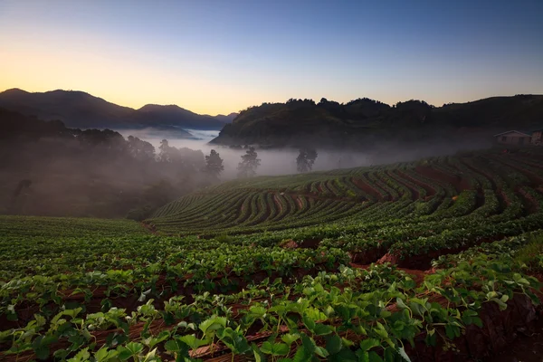 Misty morning sunrise in strawberry garden at Doi Angkhang — Stock Photo, Image