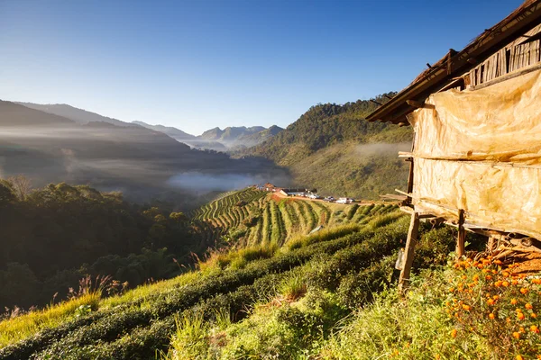 Plantación de té en Doi Ang Khang, Chiang Mai, Tailandia — Foto de Stock