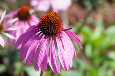 Mor Coneflowers (Echinacea), yakın çekim, seçici odak
