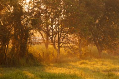 Ormandaki bir ağaç ile çok güzel bir sabah güneş ışığı