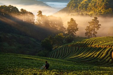 Man watering strawberry field with mist morning sunrise at Doi Angkhang mountain clipart