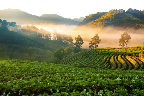 Misty lever de soleil matinal dans le jardin de fraises à Doi Angkhang — Photo