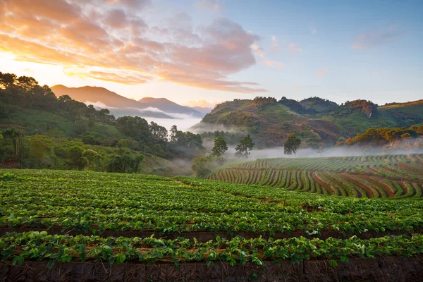 Misty morning sunrise in strawberry garden at Doi Angkhang — Stock Photo, Image