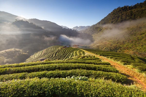 çay plantasyon DOI ang khang, chiang mai, Tayland