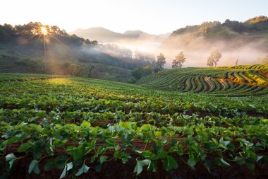 puslu sabah gündoğumu DOI angkhang Mountain çilek bahçesinde