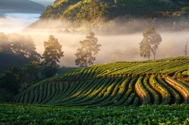 puslu sabah gündoğumu DOI angkhang Mountain çilek bahçesinde