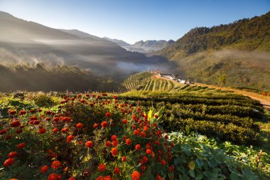 çay plantasyon DOI ang khang, chiang mai, Tayland