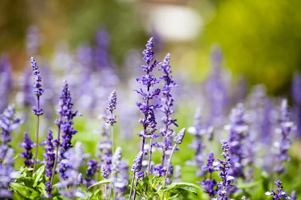 Lavender flowers, close-up, selective focus — Stock Photo, Image