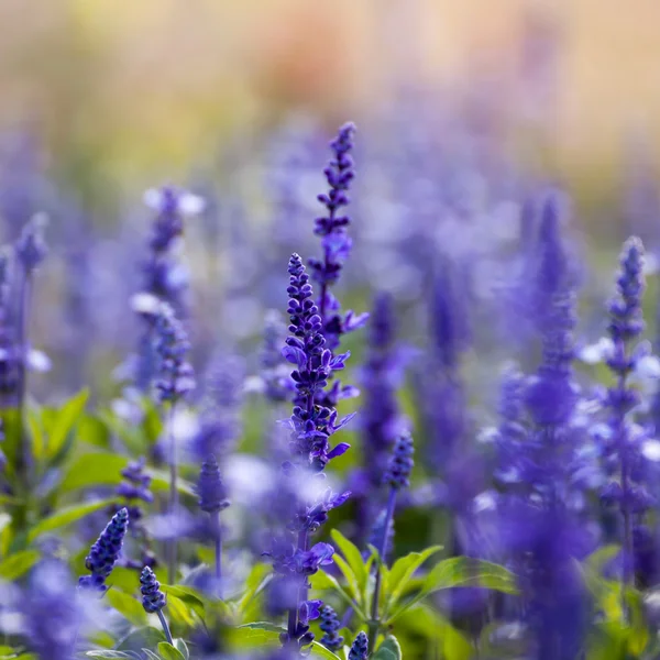 Lavender flowers, close-up, selective focus — Stock Photo, Image