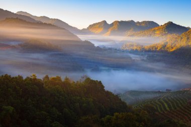 Puslu sabah gündoğumu çay plantasyon ve DOI Ang Khang Hut'ta