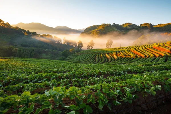 Misty morning sunrise in strawberry garden at Doi Angkhang mountain — Stock Photo, Image