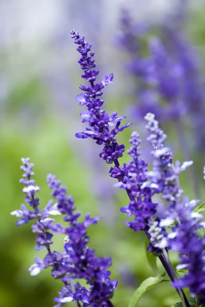 Lavender flowers,close up — Stock Photo, Image