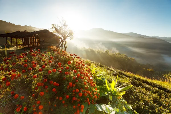 Misty plantação de chá manhã no Doi Ang Khang, Chiang Mai — Fotografia de Stock