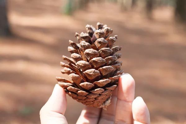 Cone de pinho portátil por um homem. foco seletivo — Fotografia de Stock