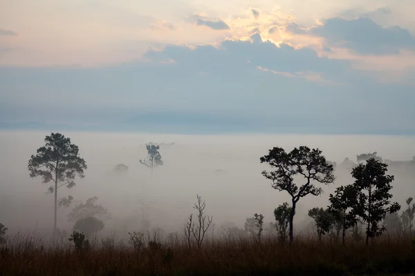 Nebliger Morgensonnenaufgang im Thung Salang Luang Nationalpark Phetchabun — Stockfoto