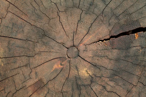 Stare drzewo kikut tekstury tło — Zdjęcie stockowe