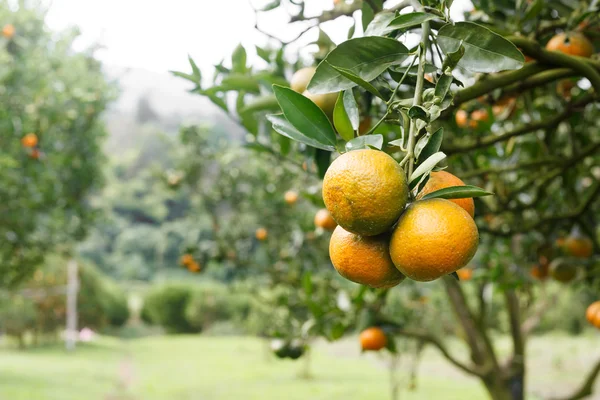 Oranje boom in tuin — Stockfoto